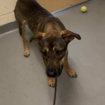 Mixed Breed Dogs Available for Adoption in Asheville, North Carolina - Zinnia | PetCurious