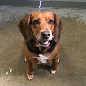 Lola Belle -  Beagle and Mixed Breed Dog for Adoption in Greenville, South Carolina - Lola Belle | PetCurious