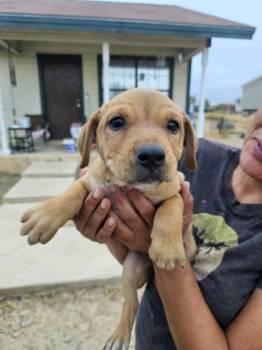 Rescue Labrador Retriever Dogs for Adoption in Brewster, New York - Hayley (Honey's Litter) | PetCurious