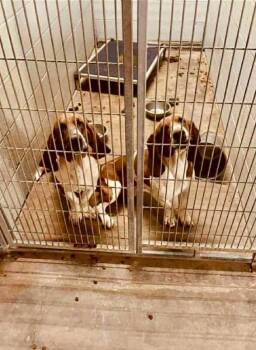 Rescue Basset Hound Dogs for Adoption in Severance, Colorado - Grayson | PetCurious