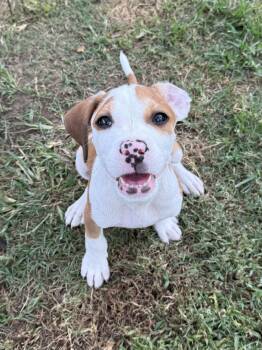 ROBERT -  Terrier and Mixed Breed Dog for Adoption in Seale, Alabama - ROBERT | PetCurious