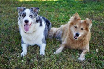 Rescue Australian Shepherd Dogs for Adoption in Ionia, Michigan - Scout And Squirrel | PetCurious