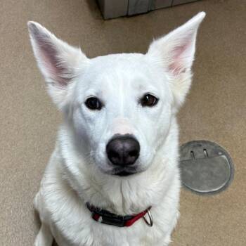 Husky and Mixed Breed Dogs Available for Adoption in Corpus Christi, Texas - Mia | PetCurious