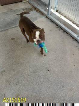 TEDDY -  Mixed Breed Dog for Adoption in West Palm Beach, Florida - TEDDY | PetCurious