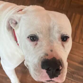 Busby -  Mixed Breed Dog Available for Adoption in Nantucket, Massachusetts - Busby | PetCurious