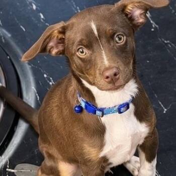 ROCKY - ARRIVING IN MAINE OCTOBER 24th -  Australian Shepherd and Mixed Breed Dog for Adoption in Berwick, Maine - ROCKY - ARRIVING IN MAINE OCTOBER 24th | PetCurious