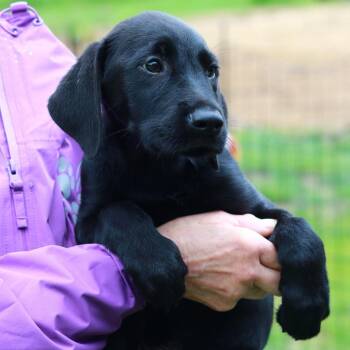 Labrador Retriever and Mixed Breed Dogs Available for Adoption in Eastford, Connecticut - CT Watercress | PetCurious