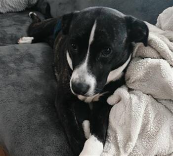 GRACIE LEE -  Pit Bull Terrier and Mixed Breed Dog for Adoption in Tulsa, Oklahoma - GRACIE LEE | PetCurious