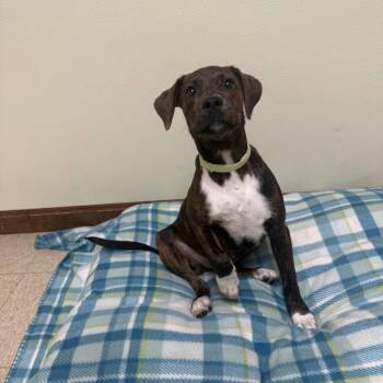 Pebbles -  Mixed Breed Dog for Adoption in Douglas, Massachusetts - Pebbles | PetCurious