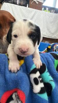 Beagle Dogs Available for Adoption - Olaf (AL) | PetCurious