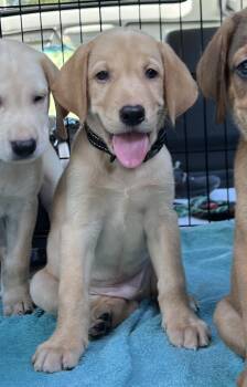 Bud-ADOPTION PENDING -  Mixed Breed Dog for Adoption in Mount Pleasant, South Carolina - Bud-ADOPTION PENDING | PetCurious