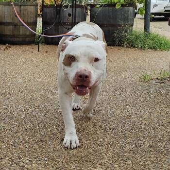 Chunk -  Pit Bull Terrier Dog for Adoption in Memphis, Tennessee - Chunk | PetCurious