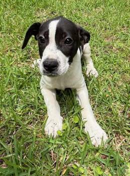Beagle and Labrador Retriever Dogs Available for Adoption in Watertown, Connecticut - Dock | PetCurious