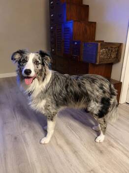 Blue -  Australian Shepherd Dog for Adoption in Dallas, Texas - Blue | PetCurious
