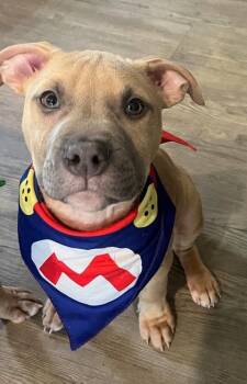 Terrier and Mixed Breed Dogs Available for Adoption - 90468a Mario - Adoption Ambassador | PetCurious