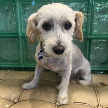 Charlie -  Mixed Breed Dog for Adoption in San Francisco, California - Charlie | PetCurious