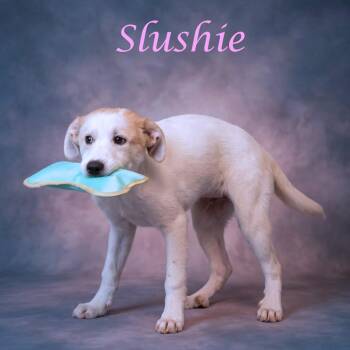 Slushie -  Mixed Breed Dog for Adoption in Lebanon, Tennessee - Slushie | PetCurious