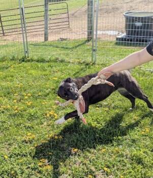 American Bulldog and Siberian Husky Dogs Available for Adoption in Westminster, Maryland - Isabelle | PetCurious