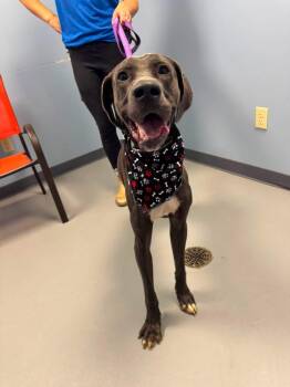Stretch -  Great Dane Dog for Adoption in Zanesville, Ohio - Stretch | PetCurious