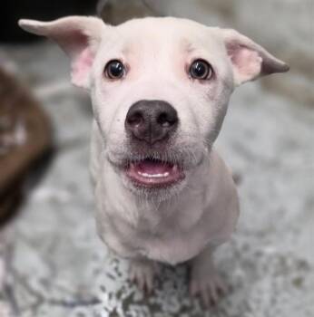 Labrador Retriever and Mixed Breed Dogs Available for Adoption in Anchorage, Alaska - DIZZY | PetCurious