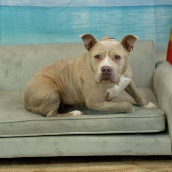 Denari -  Pit Bull Terrier Dog for Adoption in East St. Louis, Illinois - Denari | PetCurious