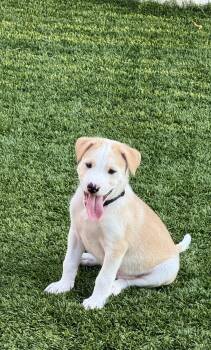 Timmy -  Labrador Retriever Dog for Adoption in San Antonio, Texas - Timmy | PetCurious