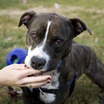 Rescue Pit Bull Terrier Dogs for Adoption in Harrisonburg, Virginia - Sadie | PetCurious