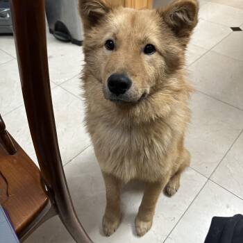 Jindo and Chow Chow Dogs Available for Adoption - OhBok  | PetCurious