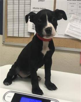 Pit Bull Terrier Dogs Available for Adoption in Conroe, Texas - JUSTICE | PetCurious