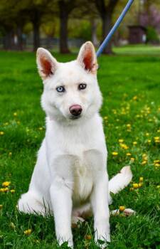 Siberian Husky and American Eskimo Dog Dogs Available for Adoption in Yakima, Washington - Mishka | PetCurious