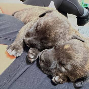 Shepherd and Terrier Dogs Available for Adoption in Waxhaw, North Carolina - Dan | PetCurious