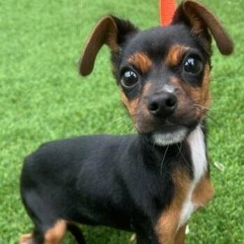 Manchester Terrier and Miniature Pinscher Dogs Available for Adoption - EREN | PetCurious