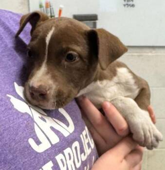 Baby Ruth -  Pit Bull Terrier and Mixed Breed Dog Available for Adoption in Kansas City, Missouri - Baby Ruth | PetCurious