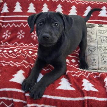 Mixed Breed Dogs Available for Adoption - Beans | PetCurious