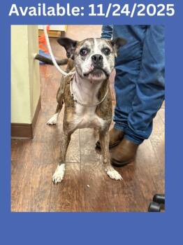 Rescue Boxer and Mixed Breed Dogs for Adoption in Greenville, Texas - Dog Kennel #2 | PetCurious