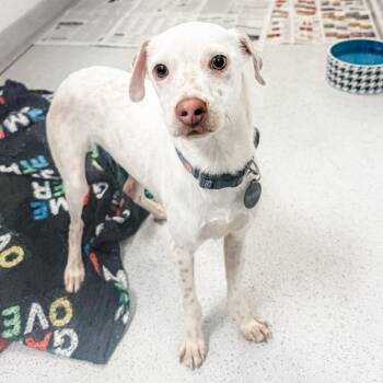 Mixed Breed Dogs Available for Adoption - Mckinley | PetCurious