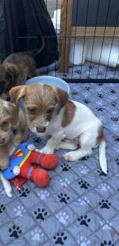 Drew -  Yorkshire Terrier Dog for Adoption in Penryn, California - Drew | PetCurious
