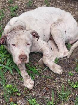 Terrier and Staffordshire Bull Terrier Dogs Available for Adoption in San Antonio, Texas - BLANCO | PetCurious