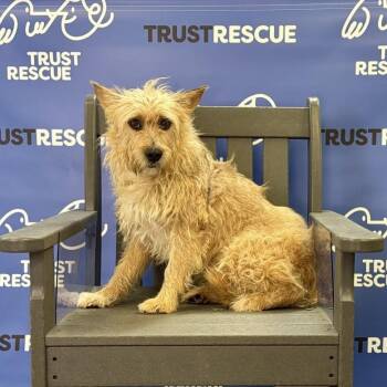 PUCK -  Terrier Dog for Adoption in Waterford, New Jersey - PUCK | PetCurious