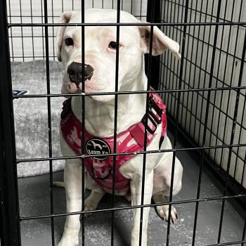Dayana/PRINCESS -  Terrier and Dogo Argentino Dog for Adoption in St. Louis, Missouri - Dayana/PRINCESS | PetCurious