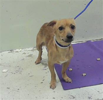 A2079465 -  Chihuahua and Mixed Breed Dog for Adoption in Houston, Texas - A2079465 | PetCurious