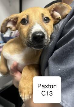 Paxton -  Chihuahua and Terrier Dog Available for Adoption in Morganton, North Carolina - Paxton | PetCurious