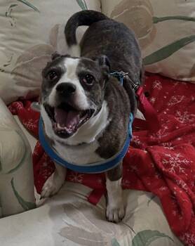 Pug Dogs Available for Adoption - Duck | PetCurious