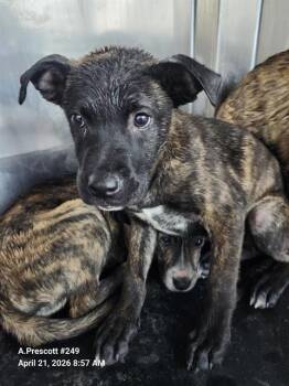 American Staffordshire Terrier Dogs Available for Adoption in San Antonio, Texas - CHERRY | PetCurious