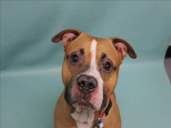 Rescue American Staffordshire Terrier and Mixed Breed Dogs for Adoption in Loveland, Colorado - ALOHA | PetCurious