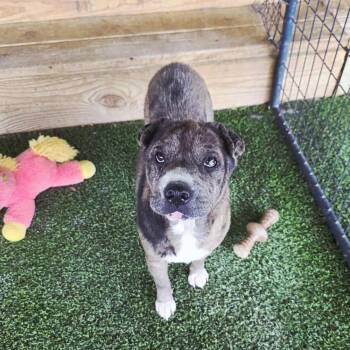 Rescue Shar Pei Dogs for Adoption in Denver, Colorado - Anne Marie | PetCurious