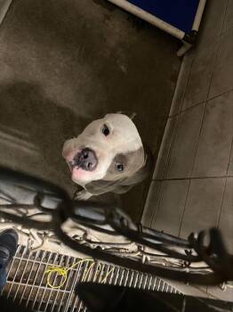 Rescue Pit Bull Terrier and Mixed Breed Dogs for Adoption in Stockton, California - PENGUIN | PetCurious