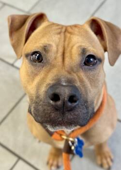Rescue Pit Bull Terrier and Mixed Breed Dogs for Adoption in Morristown, New Jersey - Baby Beluga | PetCurious
