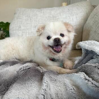 Pomeranian and Pekingese Dogs Available for Adoption in Los Angeles, California - Bebot | PetCurious