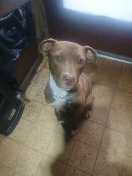 Chocolate Labrador Retriever and Pit Bull Terrier Dogs Available for Adoption - Sadie | PetCurious